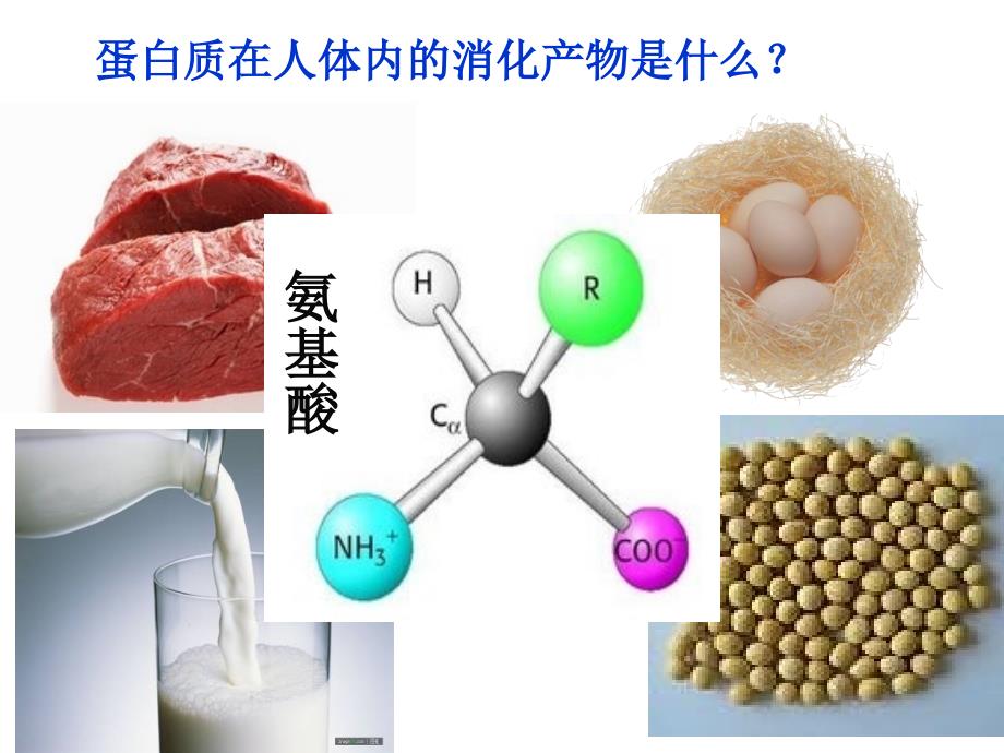 必修一2.2蛋白质生命活动的承担者_第3页