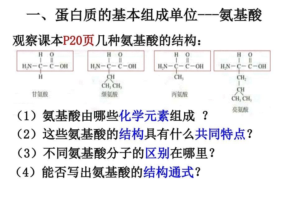 必修一2.2蛋白质生命活动的承担者_第5页