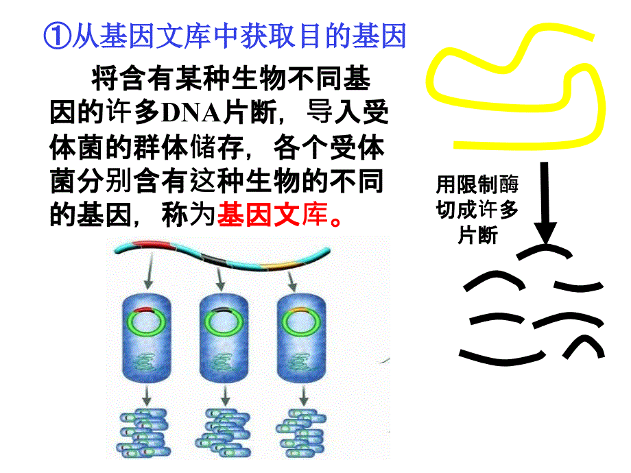 基因工程的原理和技术_第4页