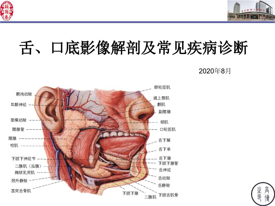 舌口底影像解剖及常见疾病诊断 PPT课件.ppt_第1页