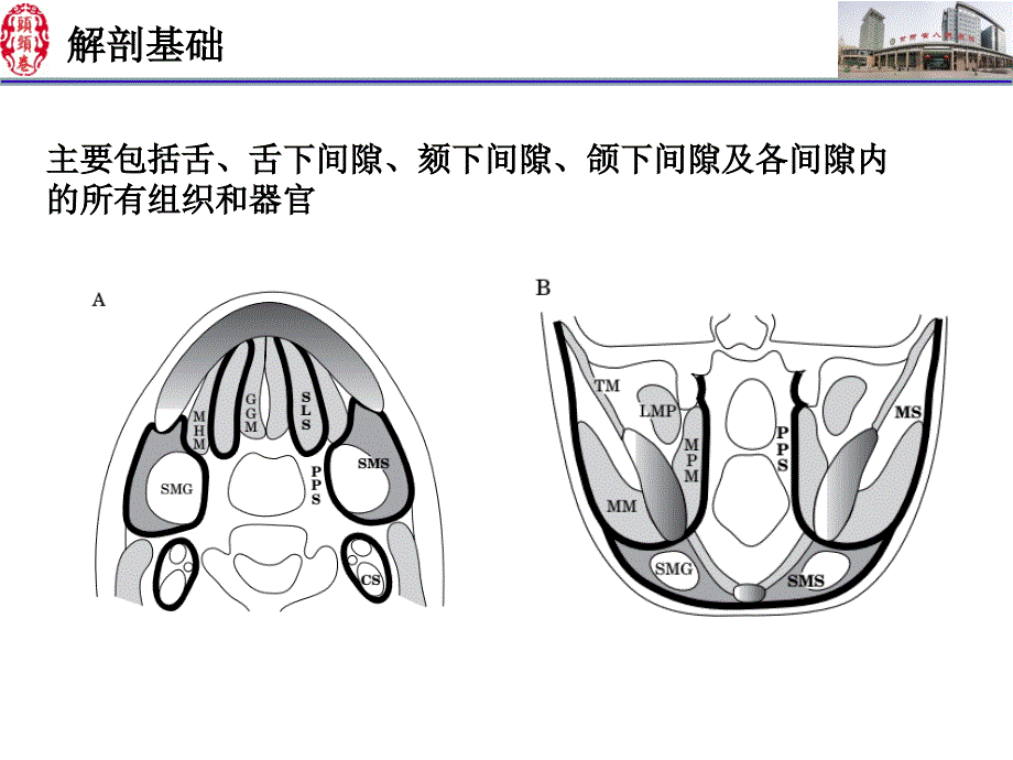 舌口底影像解剖及常见疾病诊断 PPT课件.ppt_第3页