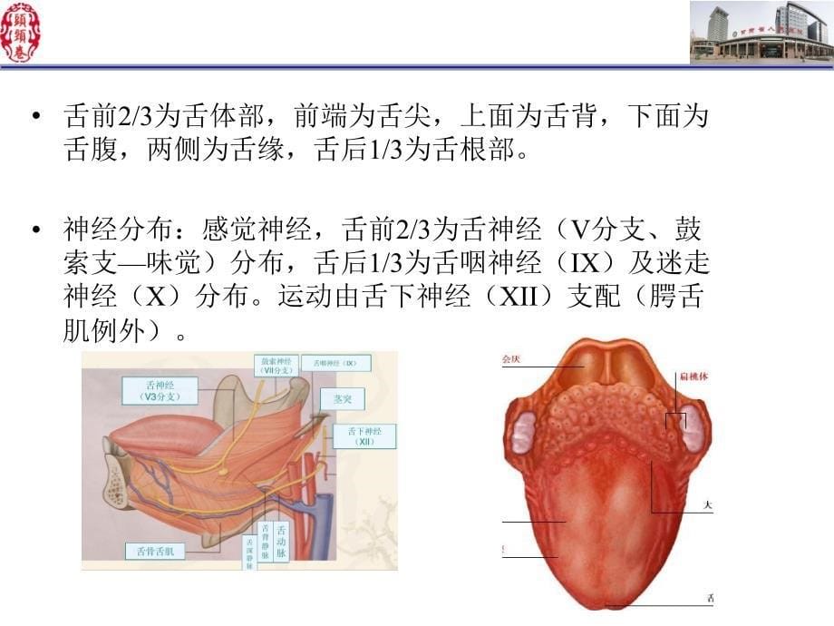 舌口底影像解剖及常见疾病诊断 PPT课件.ppt_第5页