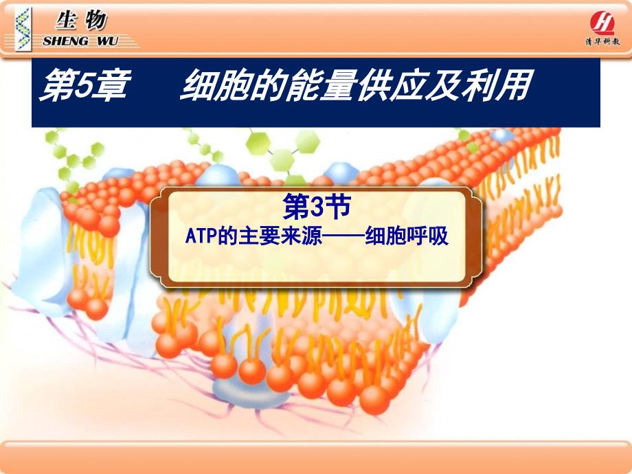 人教版高中生物必修一5.3呼吸作用_第2页