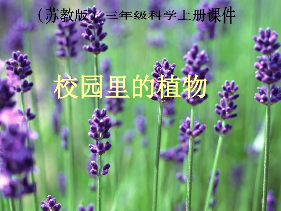 三年级上册《校园里的植物》PPT_第1页