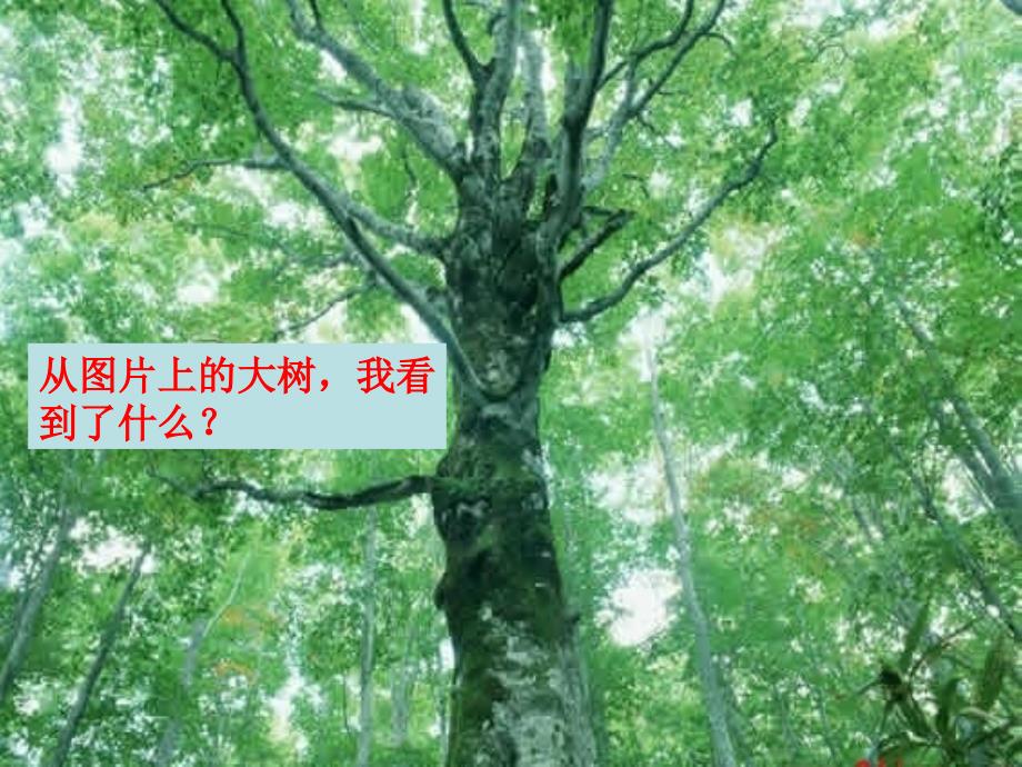 三年级上册《校园里的植物》PPT_第2页