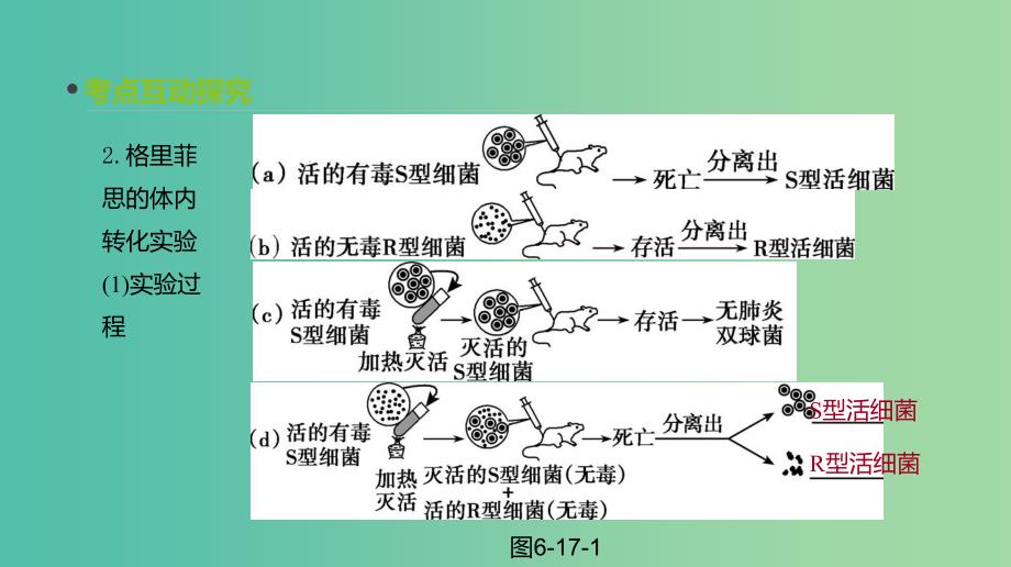 全国通用2020届高考生物优选大一轮复习第6单元遗传的分子基础第17讲DNA是主要的遗传物质课件.ppt_第4页