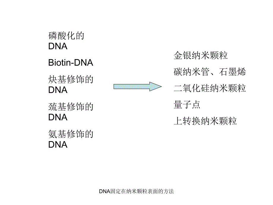 DNA固定在纳米颗粒表面的方法课件_第1页