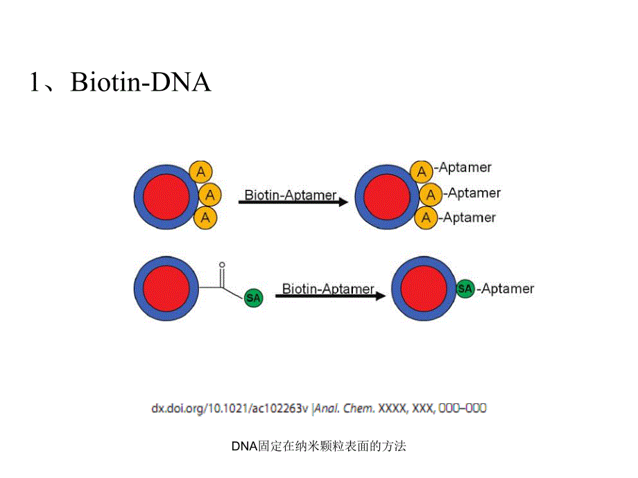 DNA固定在纳米颗粒表面的方法课件_第3页