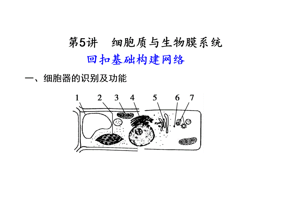 细胞质与生物膜系统_第1页