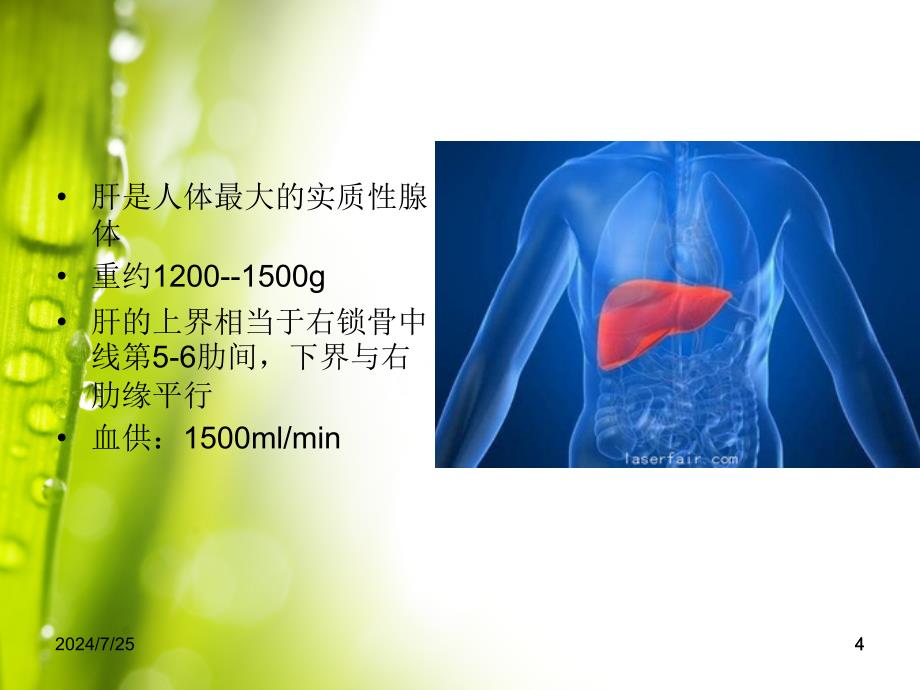 原发性肝癌ppt课件_第4页