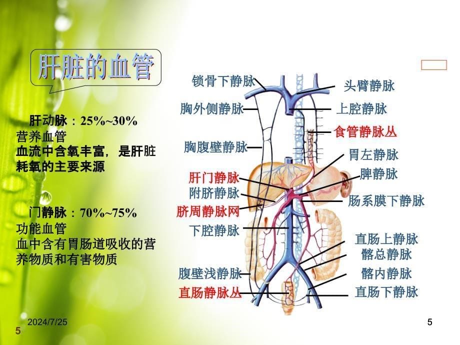 原发性肝癌ppt课件_第5页