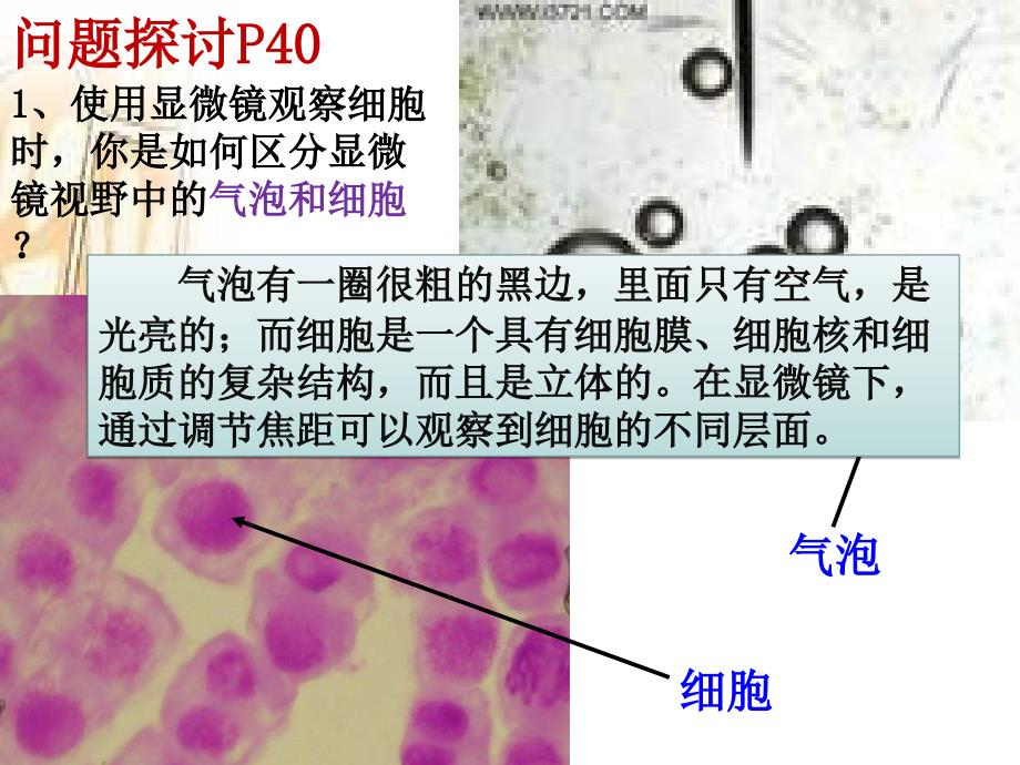 3.1细胞膜—系统的边界课件宗桂楹[精选文档]_第3页