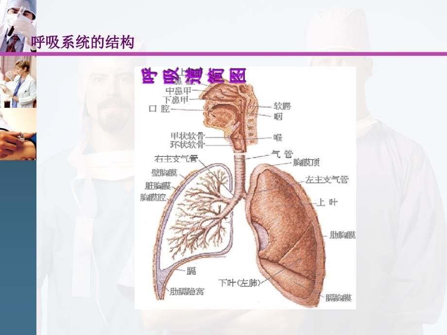 肺癌病人的护理(带案例)_第5页