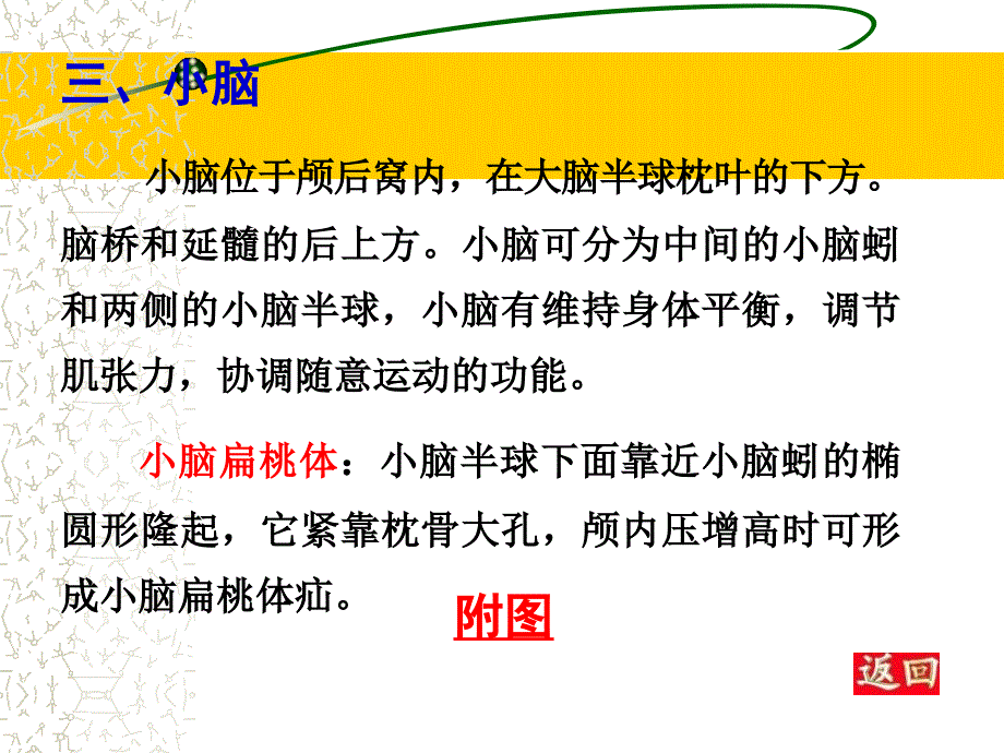 《间脑、小脑和端脑》PPT课件_第2页