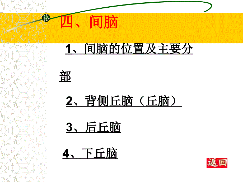 《间脑、小脑和端脑》PPT课件_第3页