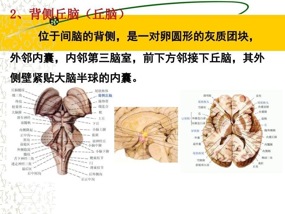 《间脑、小脑和端脑》PPT课件_第5页