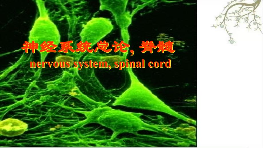 NS概述脊髓课件_第1页