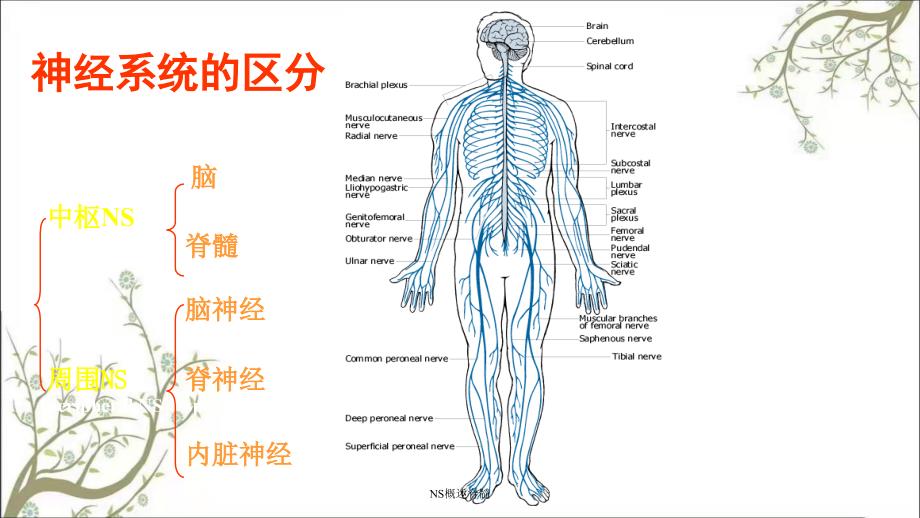 NS概述脊髓课件_第2页