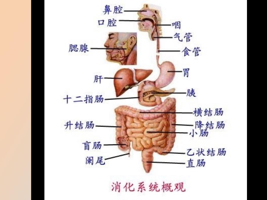 消化系统概论_第3页