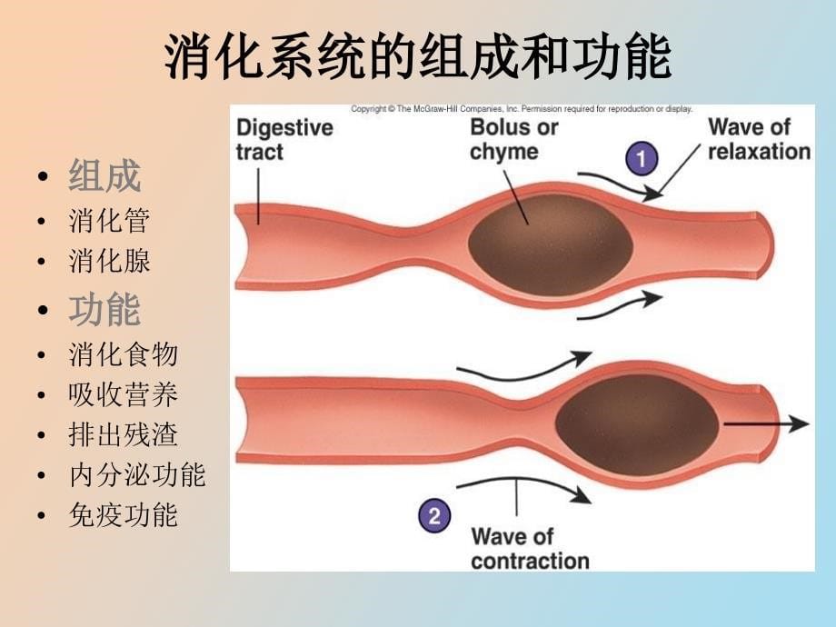 消化系统概论_第5页