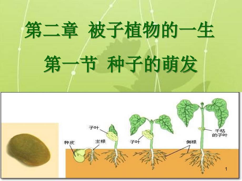 种子的萌发ppt课件_第1页