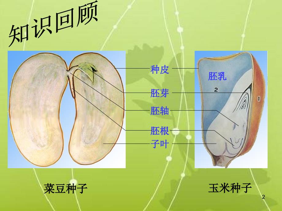 种子的萌发ppt课件_第2页