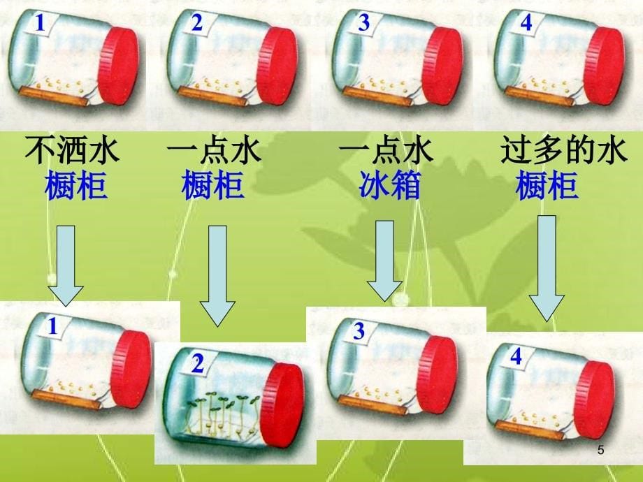 种子的萌发ppt课件_第5页