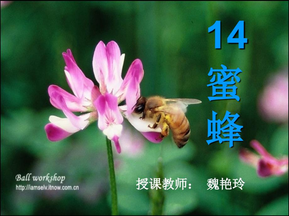 14《蜜蜂》课件3_第1页