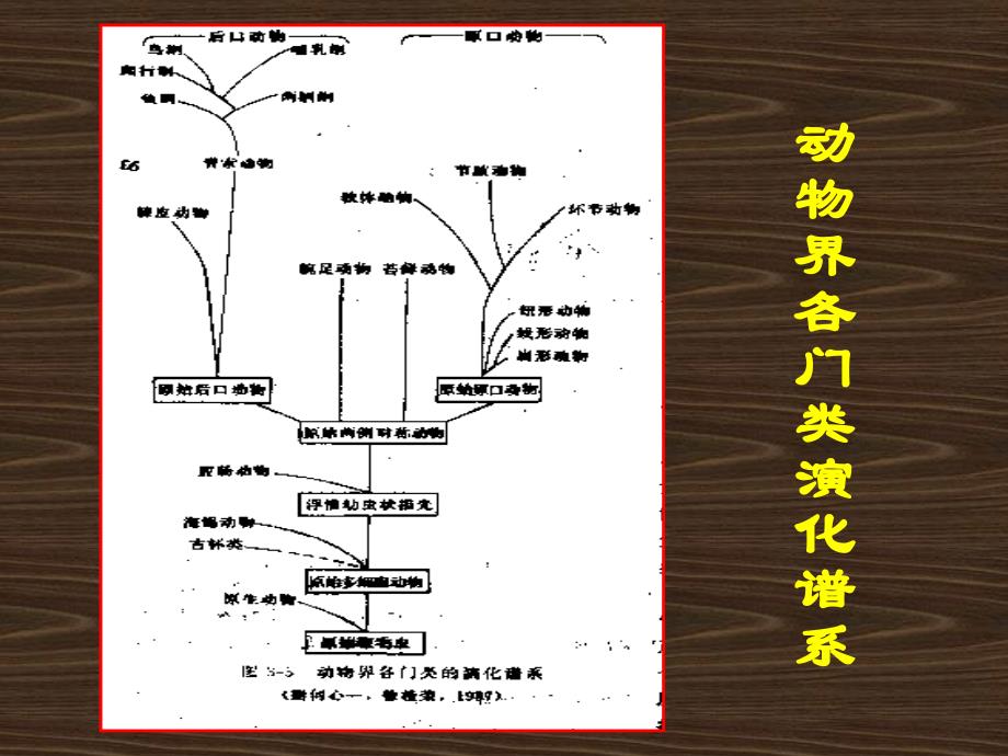 第5章脊椎动物_第2页