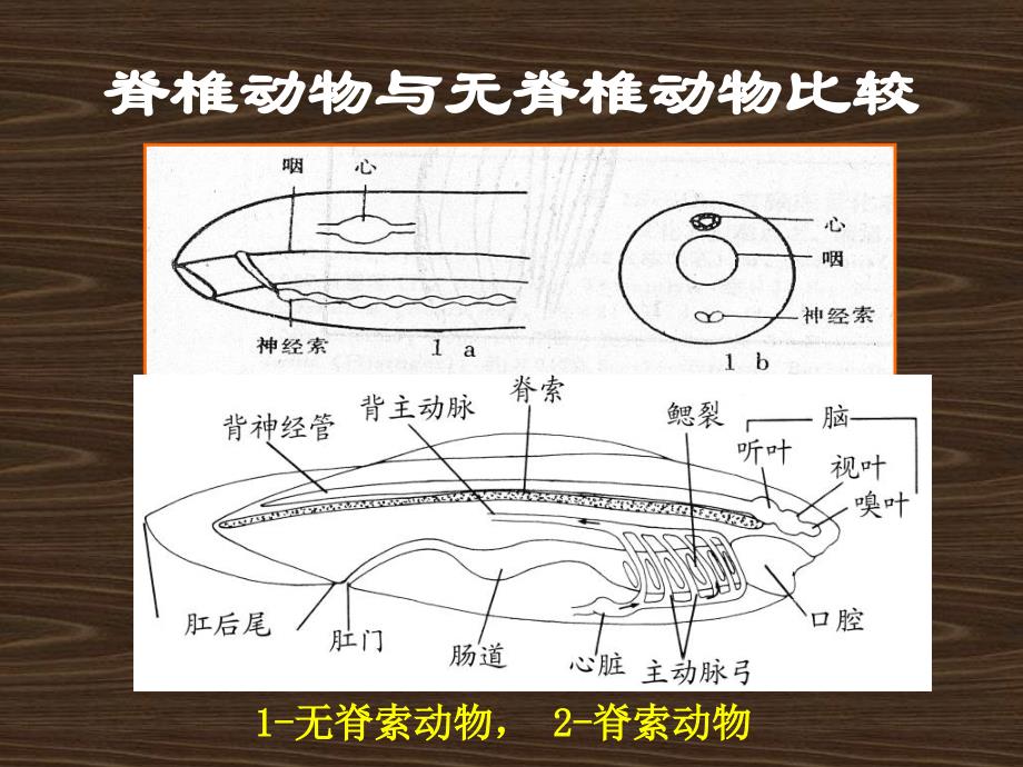 第5章脊椎动物_第4页