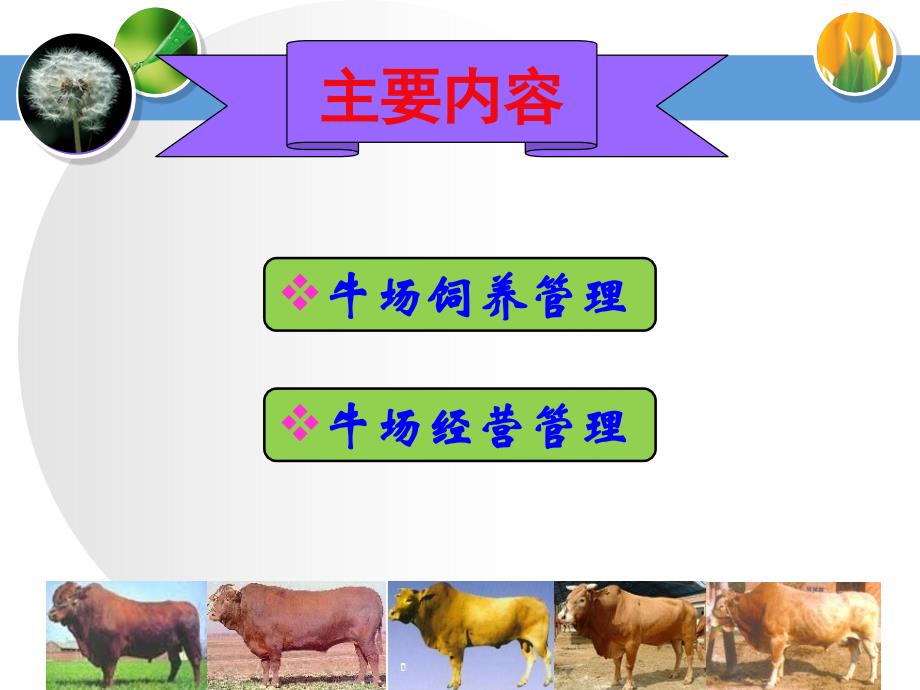 肉牛场的管理_第2页