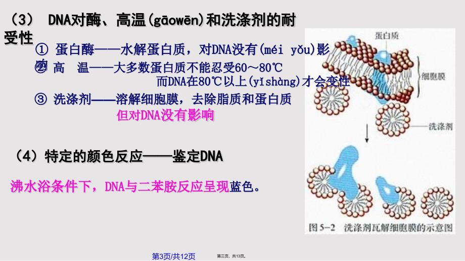 DNA的粗提取和鉴定市级公开课实用教案_第3页