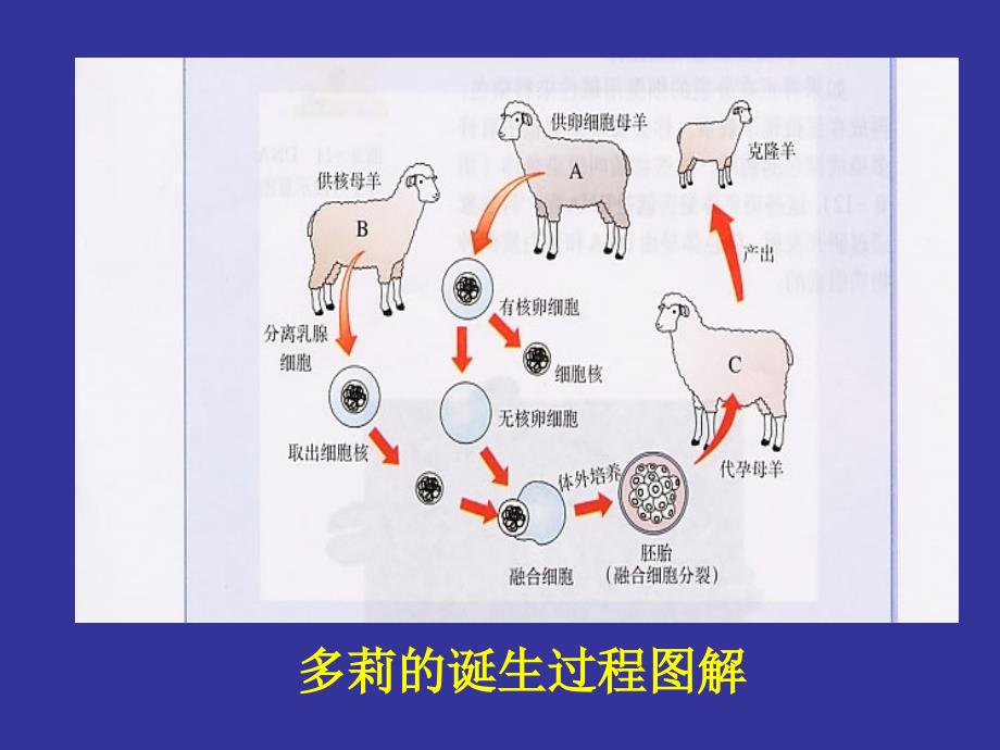 细胞核是遗传物质息库_第4页