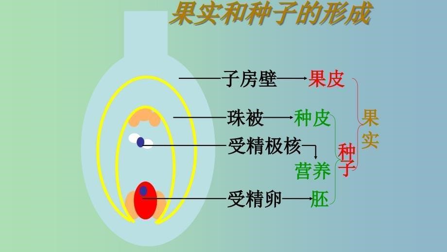 八年级生物下册7.1.1植物的生殖课件2新版新人教版.ppt_第5页