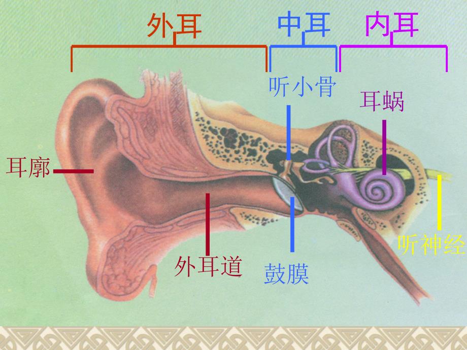 青岛版小学科学怎样听到声音课件_第3页