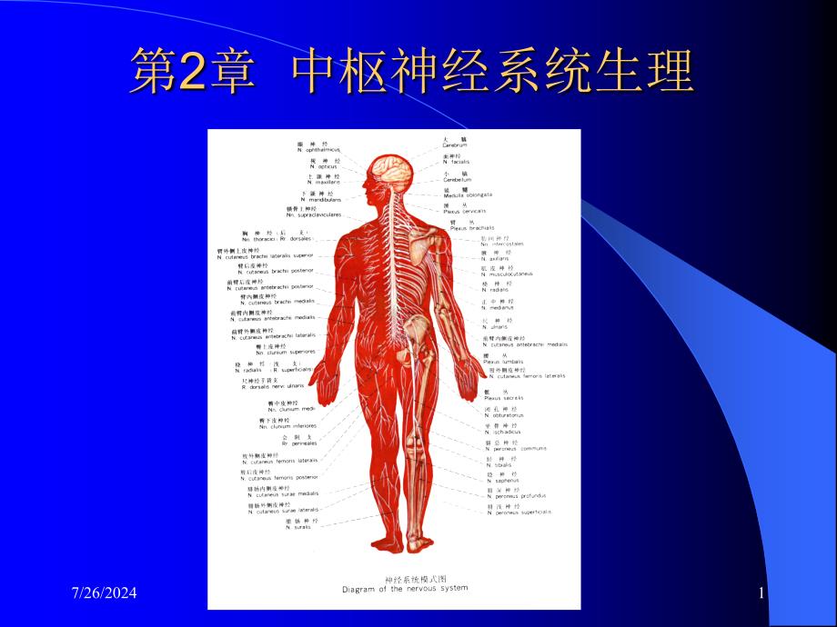 中枢神经总论PPT课件_第1页