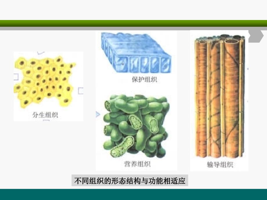 第二章植物组织_第3页