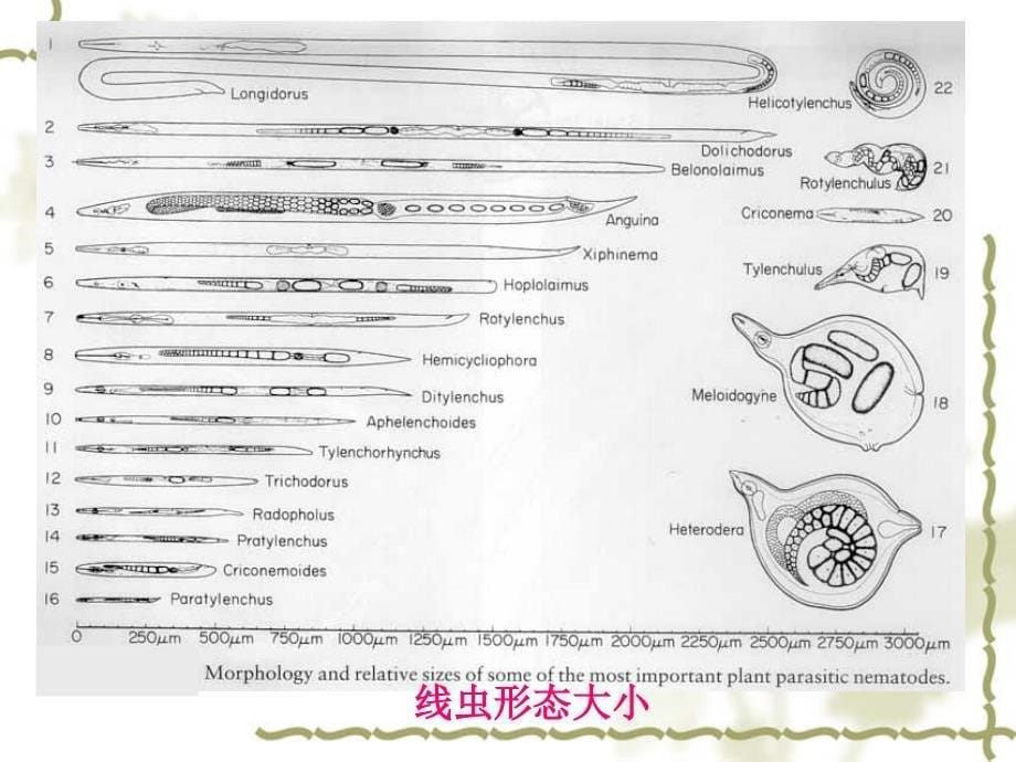 10植物病原线虫_第5页
