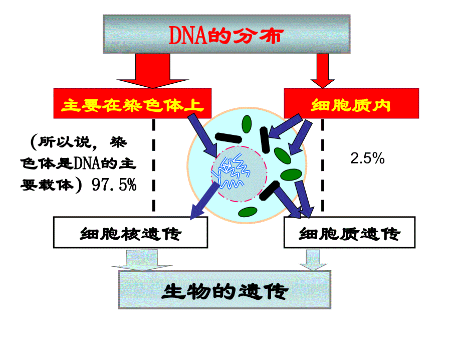 第七章线粒体DNA多态性_第3页