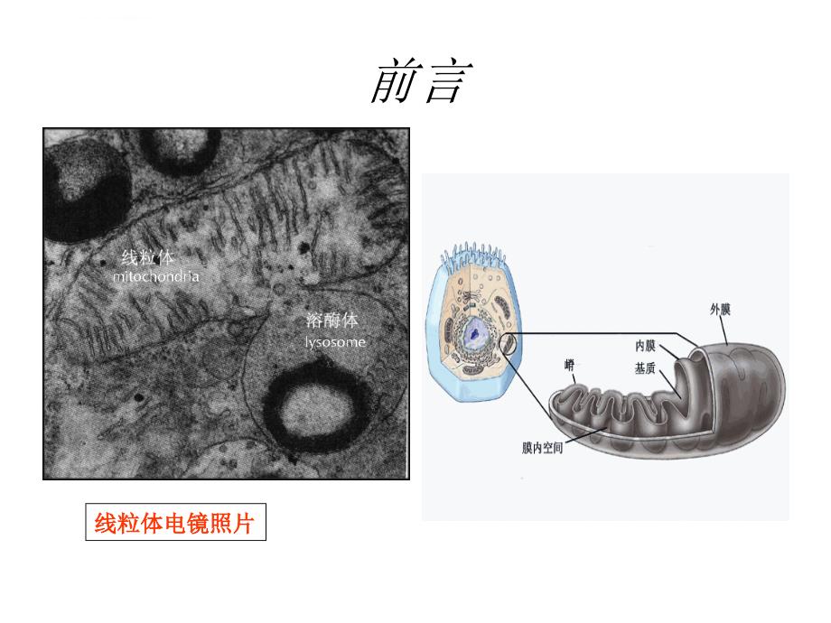 第七章线粒体DNA多态性_第4页