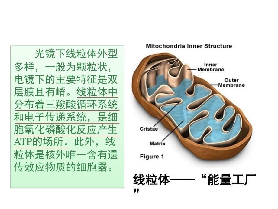 第七章线粒体DNA多态性_第5页