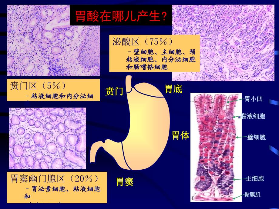 内科学教学课件：16 消化性溃疡_第4页