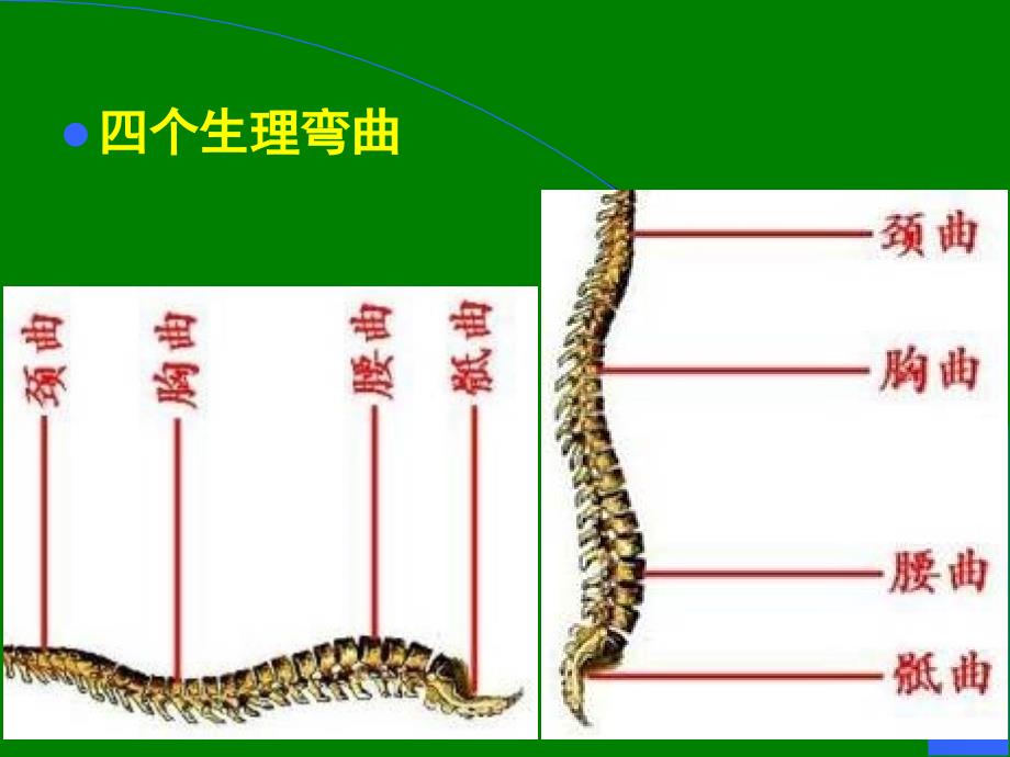 椎管内麻醉椎管内解剖ppt课件_第4页