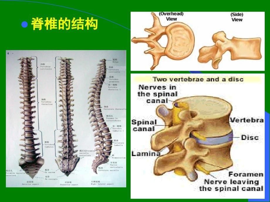 椎管内麻醉椎管内解剖ppt课件_第5页