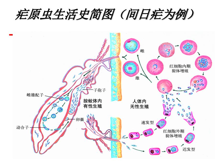 疟原虫的镜下形态_第3页