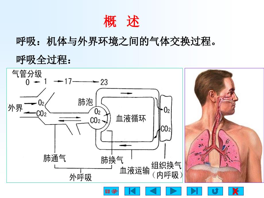 呼吸系统的结构与功能ppt课件_第2页