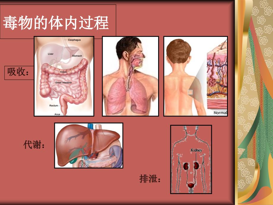 中毒与洗胃课件_第3页