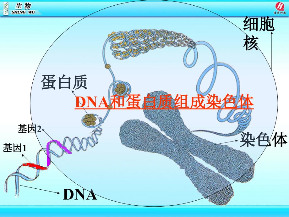 基因在亲子代间的传递静_第4页