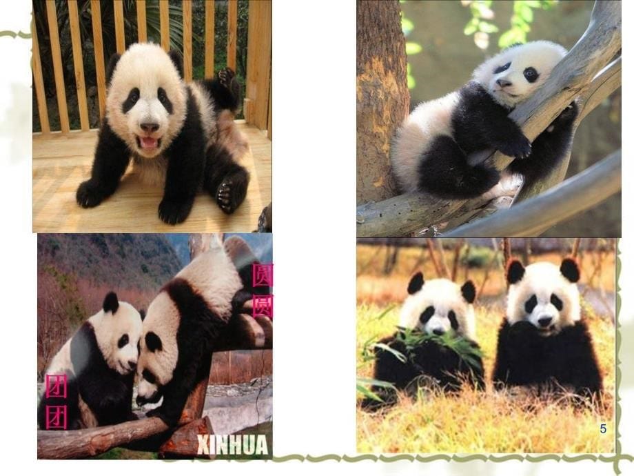 教育部参赛8Aunit4wildanimalsReading1课堂PPT_第5页