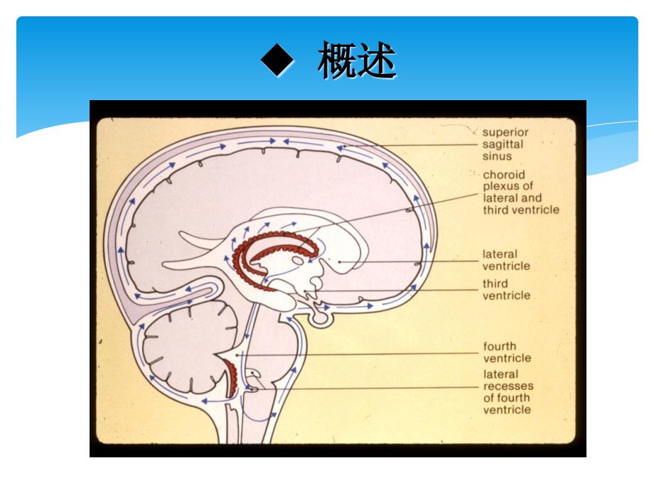 -颅脑疾病病人护理_第4页